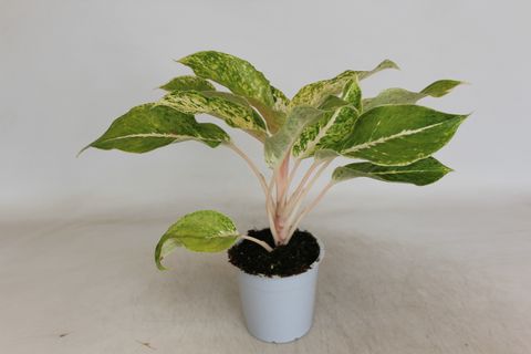 Aglaonema 'Green Star'