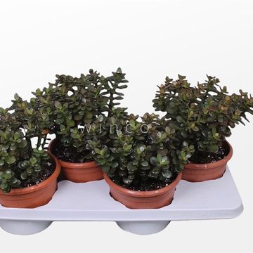 Crassula ovata 'Minor'