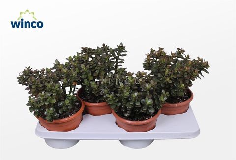 Crassula ovata 'Minor'