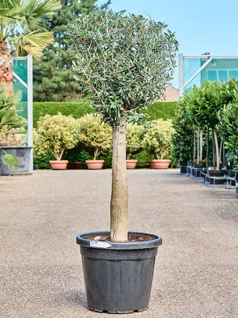 Olea europaea