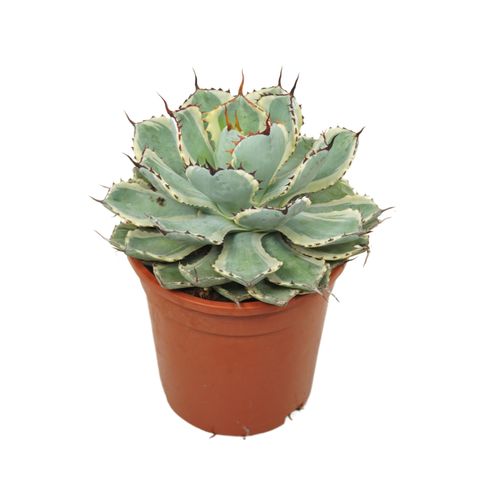 Agave potatorum 'Variegata'