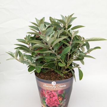 Buddleja davidii BUTTERFLY CANDY LITTLE RUBY