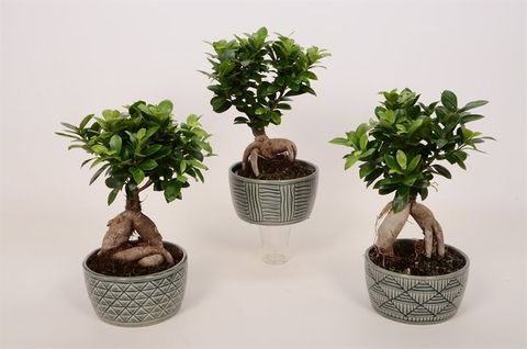 Ficus microcarpa 'Ginseng'