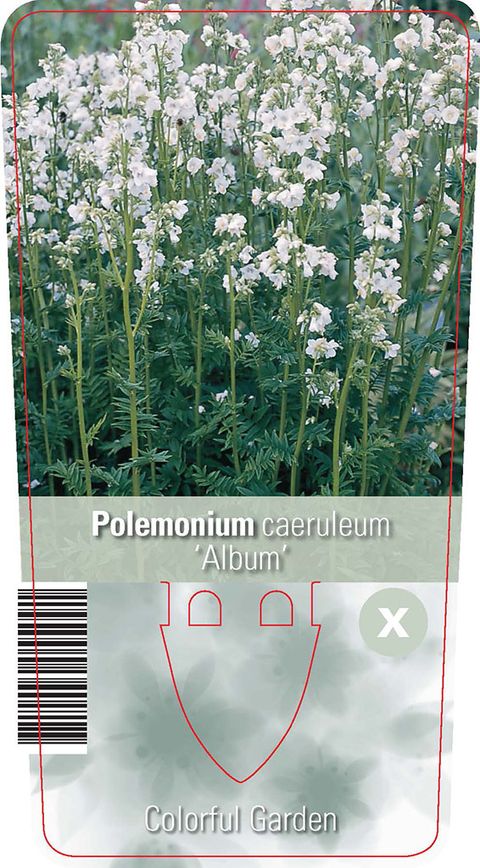 Polemonium caeruleum 'Album'