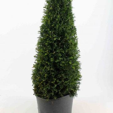 Taxus baccata
