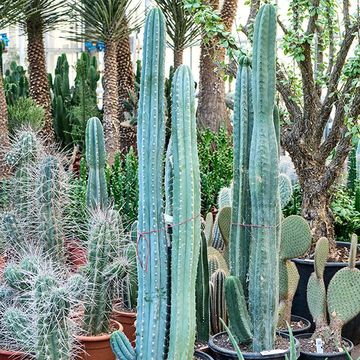 Trichocereus pachanoi
