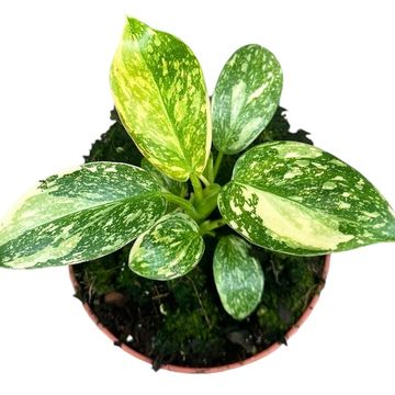 Philodendron 'Green Congo'