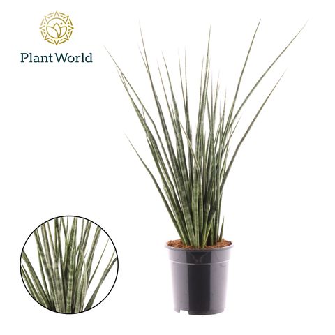 Sansevieria 'Digitorum'