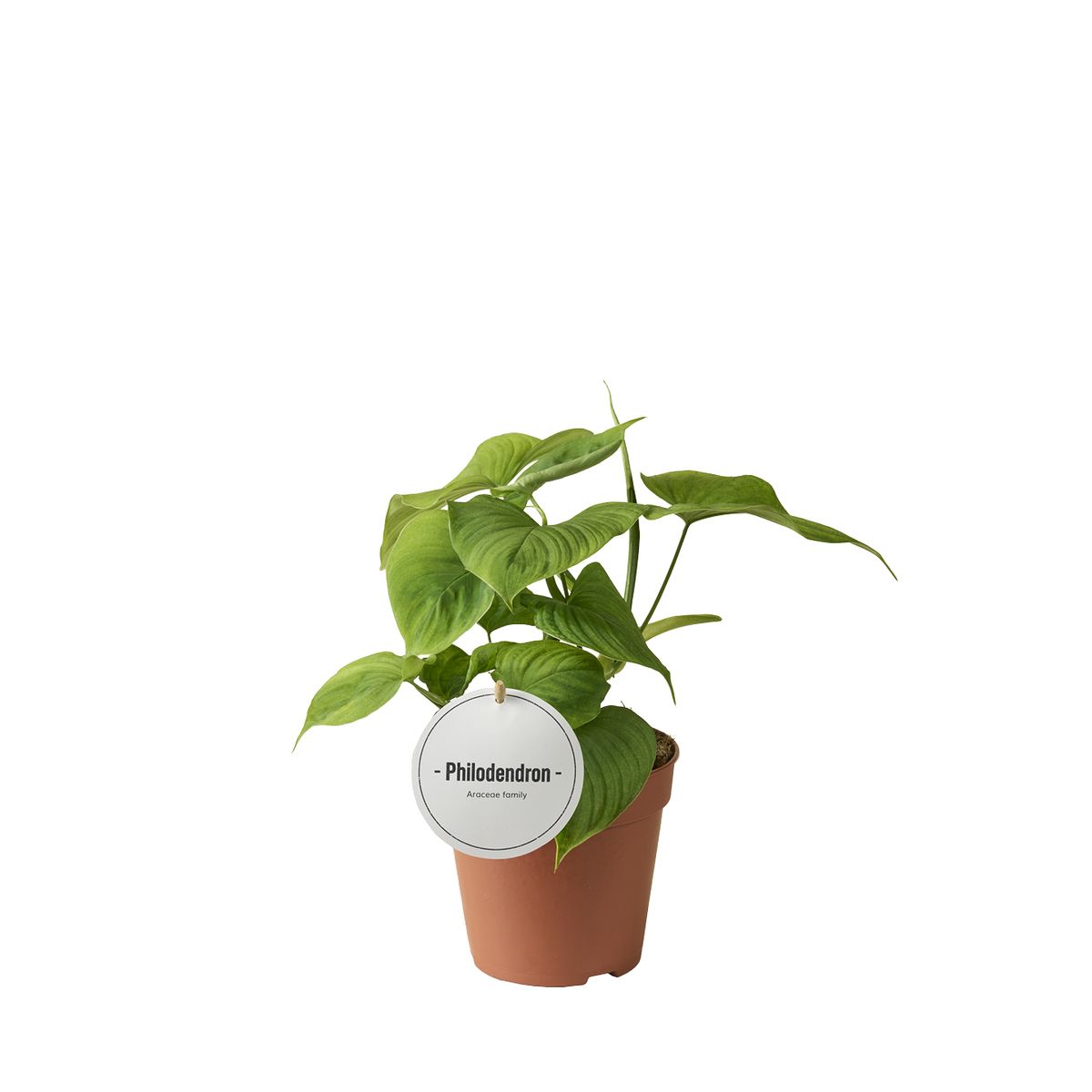 sansevieria plants for sale Sansevieria zeylanica 'Snake Plant'  Snakeroot Botanicals