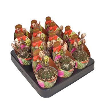 Gymnocalycium ragonesei