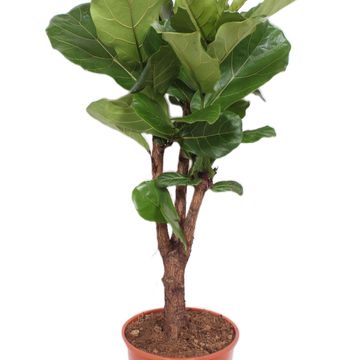 Ficus lyrata