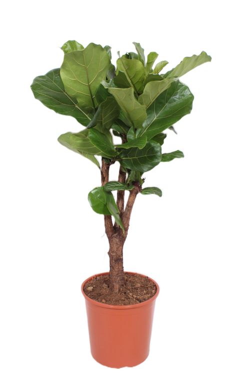 Ficus lyrata