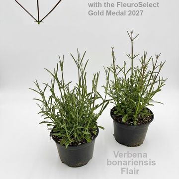 Verbena bonariensis 'Flair'