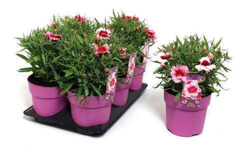 Dianthus chinensis 'Strawberry Parfait'