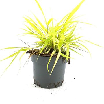 Hakonechloa macra 'All Gold'