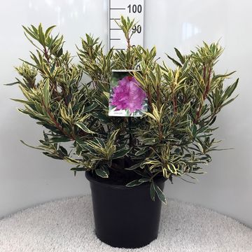 Rhododendron ponticum 'Вариегатум'