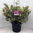 Rhododendron ponticum 'Вариегатум'