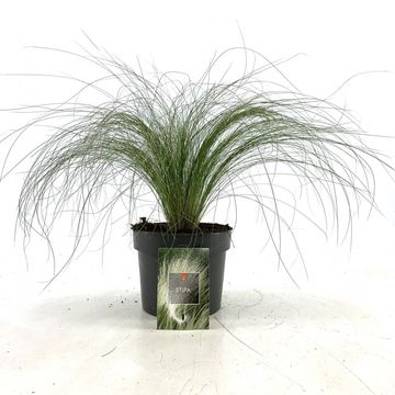 Stipa tenuissima 'Ponytails'