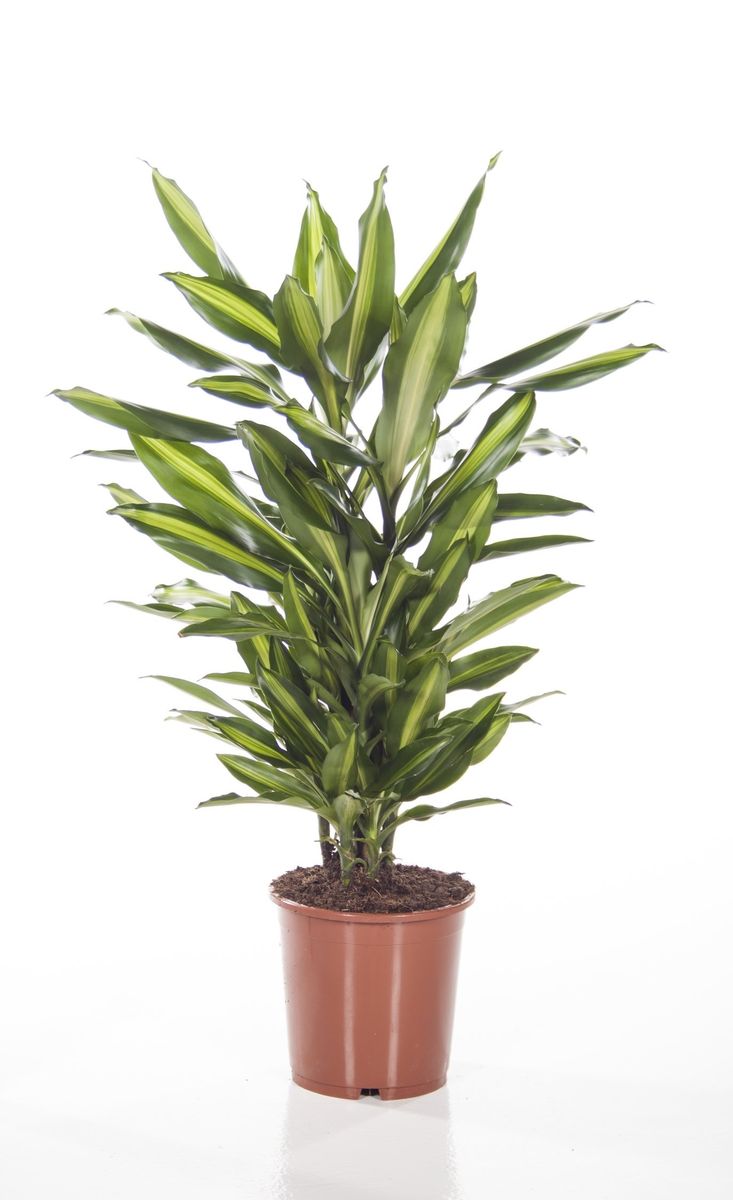 Dracaena fragrans CINTHO (P21 cm H70 - 90 cm) – Plant Wholesale FlorAccess