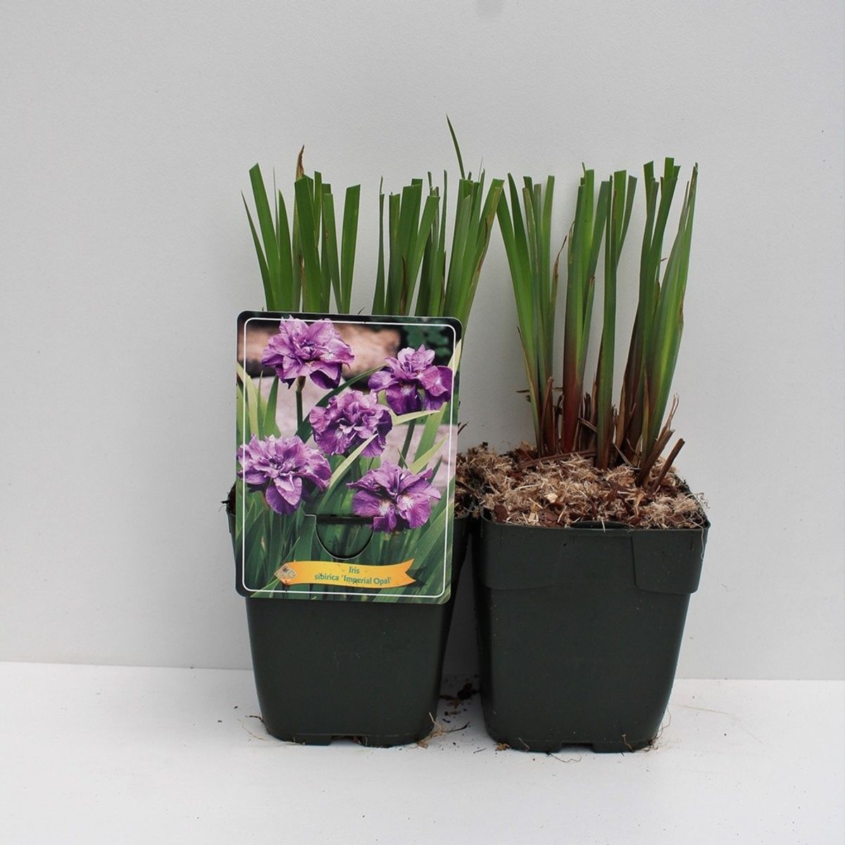 iris様オーダー品 Iris 'Imperial Opal' — Plant Wholesale FlorAccess