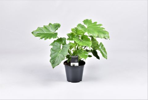 Philodendron 'Shangri La'