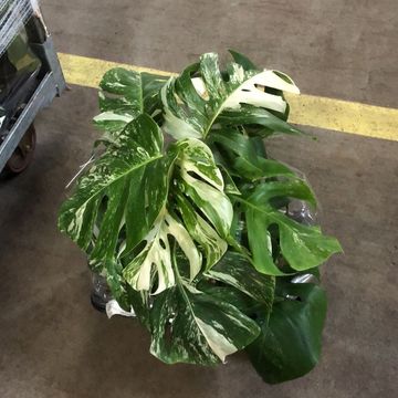 Monstera deliciosa 'Variegata'