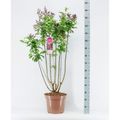 Syringa 'Redwine'