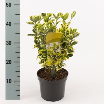 Euonymus japonicus 'Мариеке'