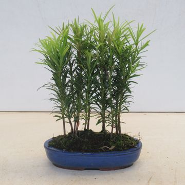 Podocarpus