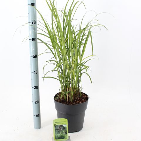 Miscanthus sinensis 'Dronning Ingrid'