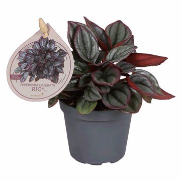 Peperomia caperata 'Rio'