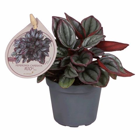 Peperomia caperata 'Rio'
