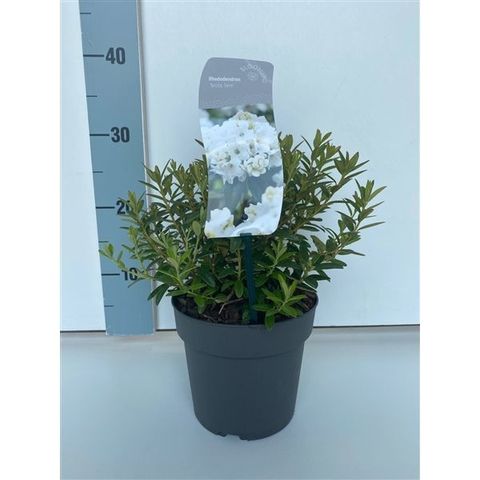 Rhododendron 'Arctic Tern'