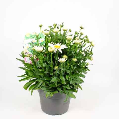 Leucanthemum x superbum 'Snow Lady'