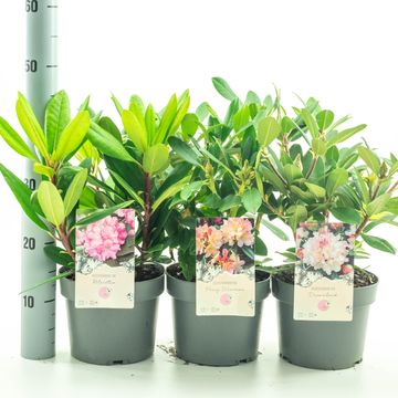 Rhododendron YAKUSHIMAMUM MIX (Y)
