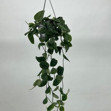 Scindapsus pictus 'Argyraeus'