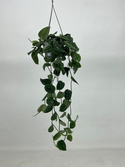 Scindapsus pictus 'Argyraeus'
