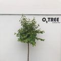 Cornus alba MIRACLE