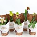 Paphiopedilum MIX