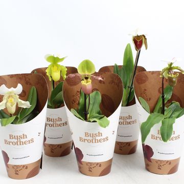 Paphiopedilum MIX