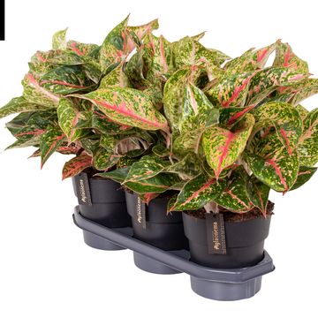 Aglaonema 'Avocado Red'