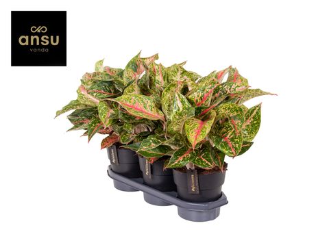 Aglaonema 'Avocado Red'