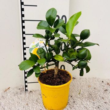 Citrus x meyeri 'Meyer'