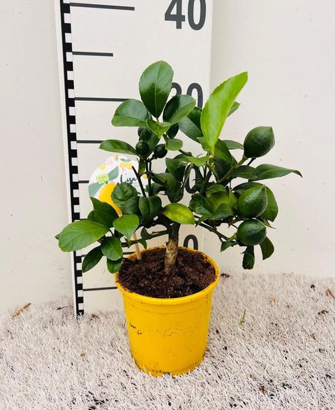 Citrus x meyeri 'Meyer'