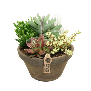 Düzenlemeler Succulents