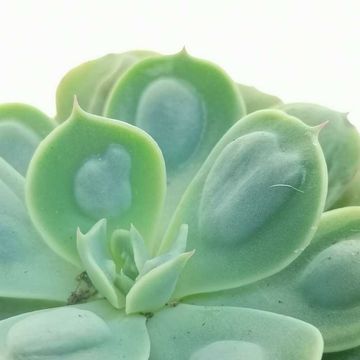 Echeveria 'Raindrops'