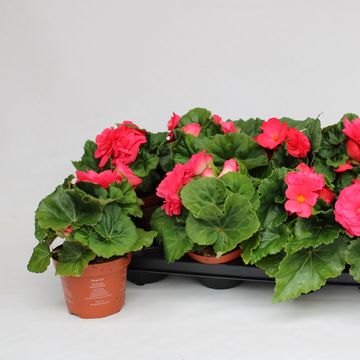 Begonia 'Fortune Dark Rose'