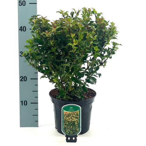 Ilex x meserveae LITTLE RASCAL