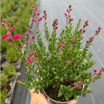 Daboecia cantabrica 'Irish Princess'