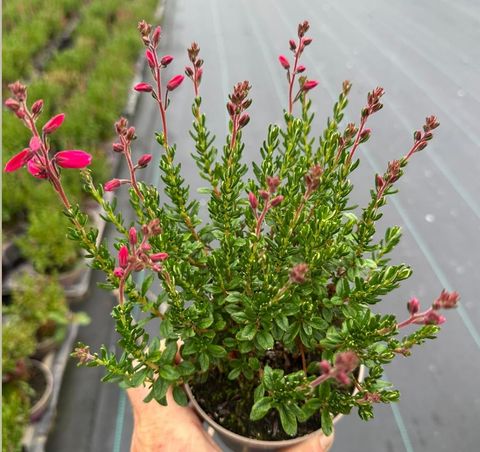 Daboecia cantabrica 'Irish Princess'